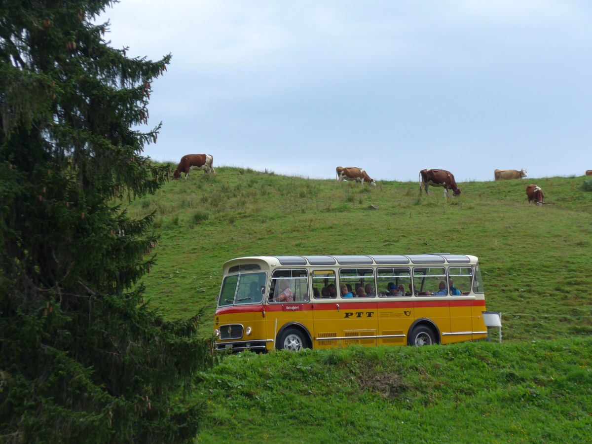 (163'770) - Rentsch, Gunten - BE 823'203 - FBW/Gangloff (ex P 23'203; ex P 21'003) am 23. August 2015 in Habkern, Lombachalp