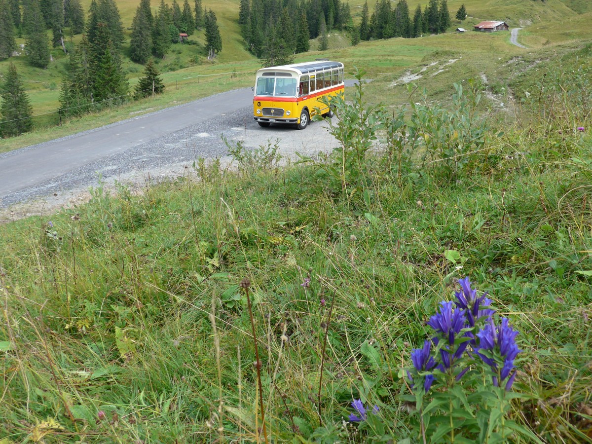 (163'828) - Rentsch, Gunten - BE 823'203 - FBW/Gangloff (ex P 23'203; ex P 21'003) am 23. August 2015 in Habkern, Lombachalp