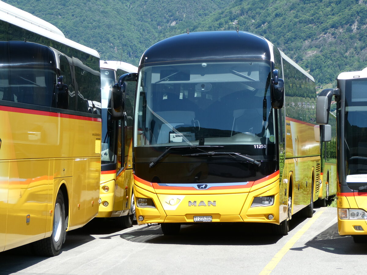 (236'263) - AutoPostale Ticino - TI 250'202 - MAN am 26. Mai 2022 in Cadenazzo, Volvo 