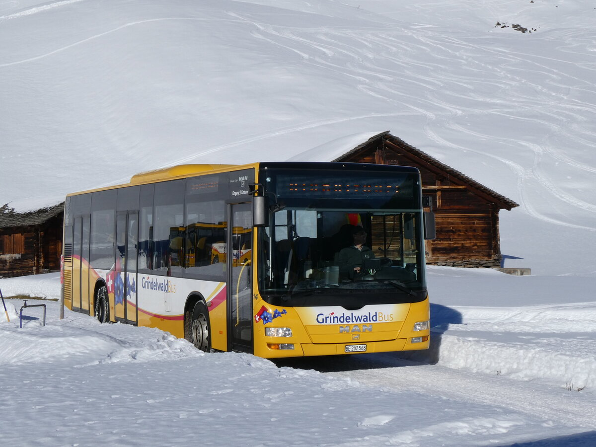 (270'365) - GrindelwaldBus, Grindelwald - Nr. 14/BE 202'568 - MAN/Gppel am 29. Dezember 2024 auf der Bussalp