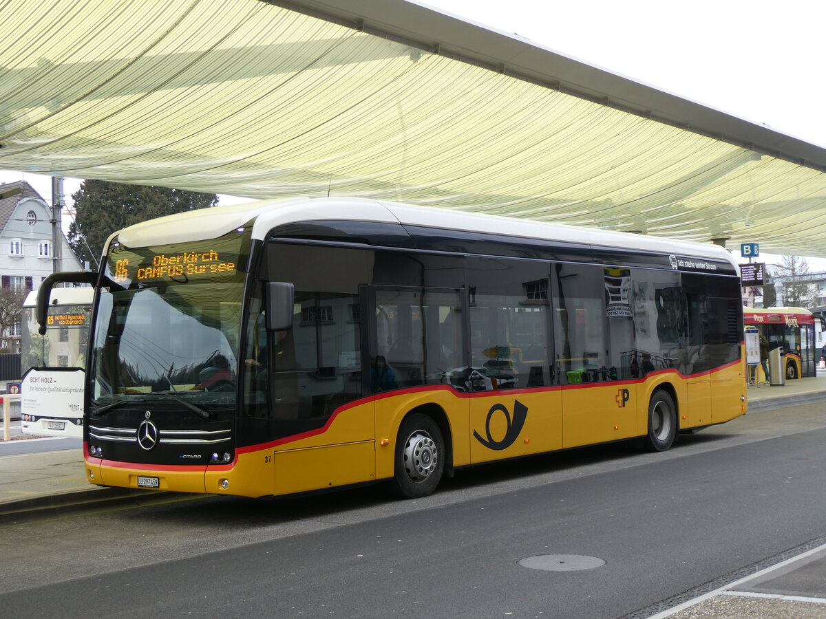 (271'690) - Hfliger, Sursee - Nr. 37/LU 297'459/PID 12'021 - eMercedes (ex vermietet an PostAuto Zentralschweiz Nr. 537) am 7. Februar 2025 beim Bahnhof Sursee